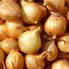 Onion, Shallot, Toto, Vegetable Seeds 1g for the Garden