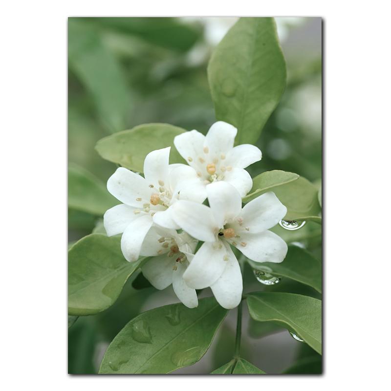 Весенние цветы тюльпаны лимон природа постеры принты джунгли олень велосипед настенные картины холст картины скандинавский домашний декор комнаты