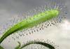 SAFLAX Росянка африканская - 200 семян - Drosera capensis