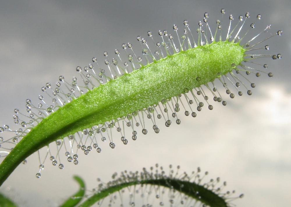 SAFLAX Росянка африканская - 200 семян - Drosera capensis