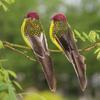 Ornament Home Decorations Simulation Animal Model Lifelike Sparrow Feather Foam Artificial Birds