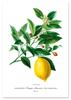 Плакат растение лимон фрукт