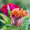 Celosia Comb, Fresh FLOWER Seeds PREMIUM Mix, 0.5g
