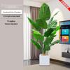 Premium 210cm Artificial Bird of Paradise Plant In White Square Pot