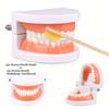 1 шт. Модель зуба для симуляции - Образовательные интеллектуальные аксессуары для чистки зубов, модель для имитации реальной жизни, боди-арт