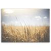 Canvas print, Grain in the field