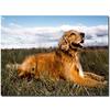 5d алмазная живопись «сделай сам» Золотистый ретривер Картины Алмазная вышивка