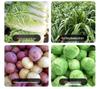 Stainless Steel Vegetable and Fodder Chopper for Poultry