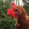 Novelty Chicken Glasses - No-Pin Design for Roosters, Large Quantity Discounts