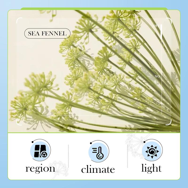 Sea Fennel Hyaluronic Acid Face Cream Anti-wrinkle Nourish Cream Moisturize Fade Fine Lines Firming Anti-aging Skincare Product