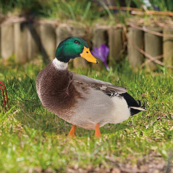 Декор Утка Реалистичная Живая Декоративная Двусторонняя Печать Рустикальная Акриловая Садовая Статуэтка Домашней Птицы для Двора