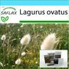 Gift Set - Bunny Tail Grass - 100 Seeds - With Gift Box, Card, Label and Potting Substrate - Lagurus Ovatus