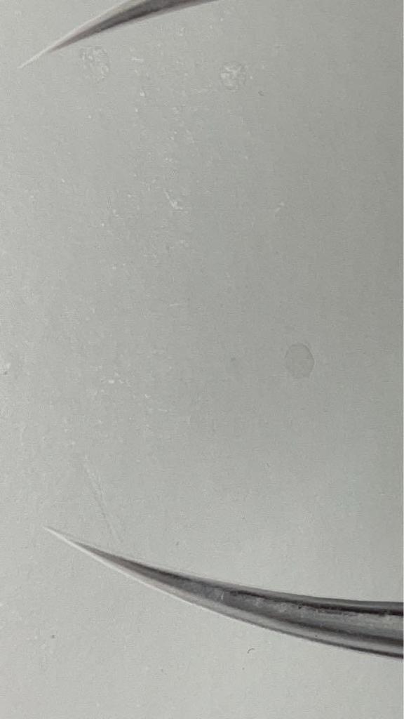 [USED] blackpink album bornpink whitever