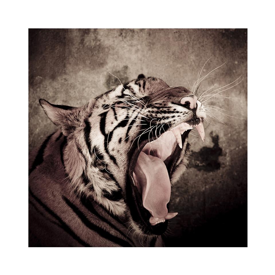 5D DIY алмазная живопись тигр горный хрусталь картина полная алмазная вышивка животное мозаика искусство вышивка крестиком комплект домашний декор подарок