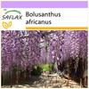 African Wisteria Tree - 15 Seeds - Bolusanthus Africanus