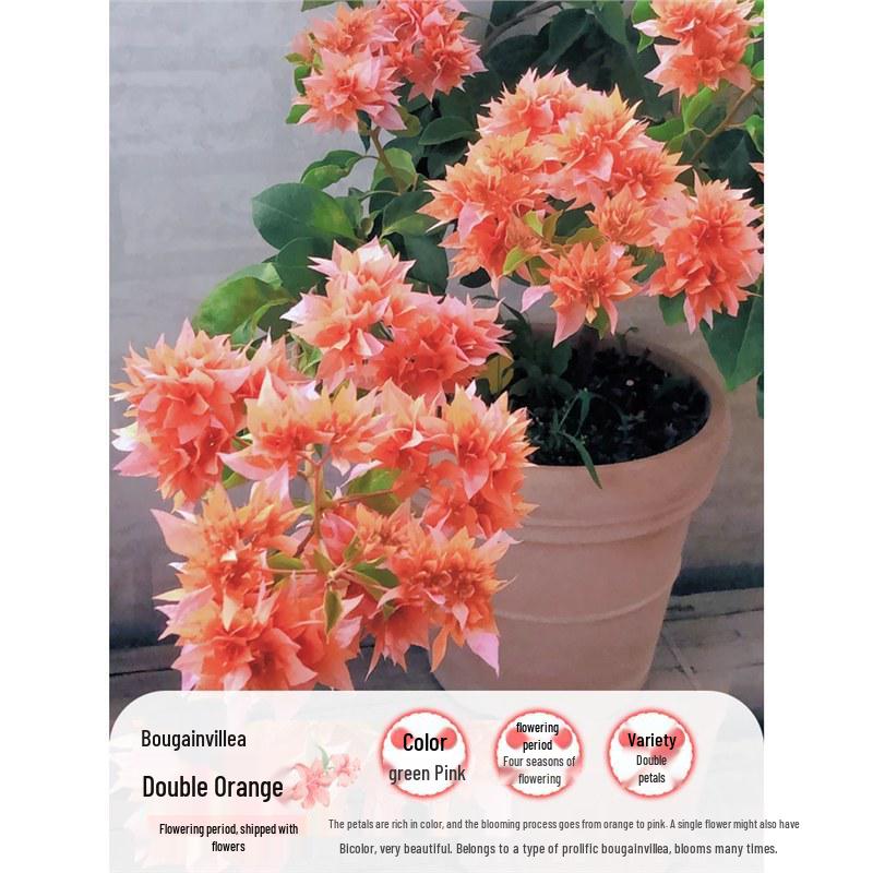 Large Bougainvillea Climbing Plant with Flowers - Indoor/Outdoor Greenery for Balcony and Courtyard