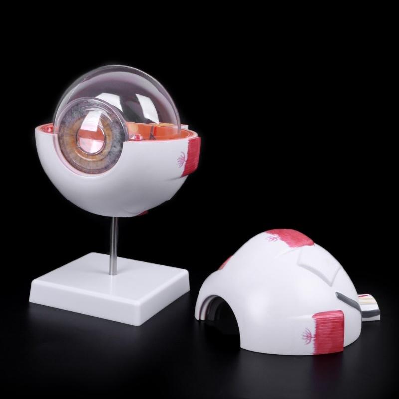 Human Anatomical Natural Eyeball Model Medical Learning Aid Teaching Instrument IBU