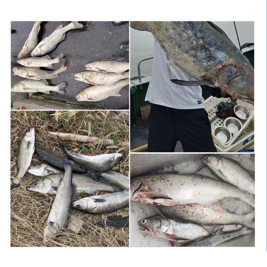 8 шт./набор из 8 штук для фиксации живых креветок, прочный рыболовный крючок из углеродистой стали с зазубринами и отверстием для пресной воды