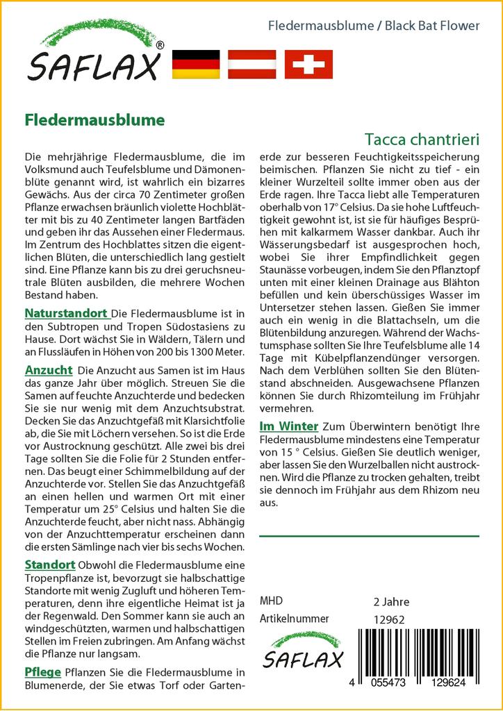 SAFLAX Цветок черной летучей мыши - 10 семян - Tacca chantrieri