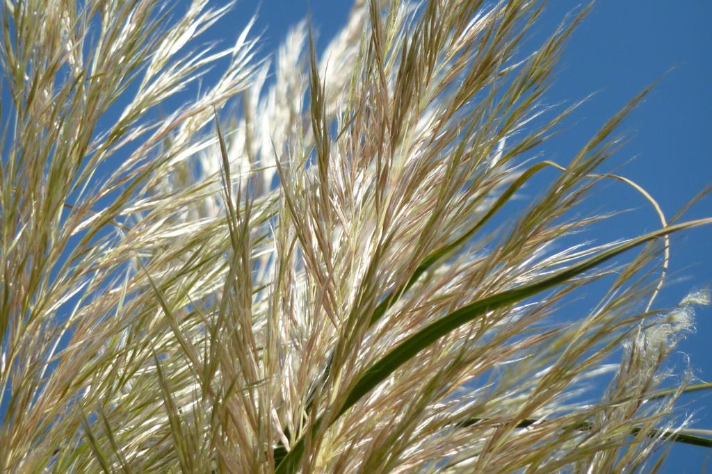 SAFLAX Garden in the Bag - Трава американской пампасы - 200 семян - С субстратом в подходящем мешке - Cortaderia Selloana