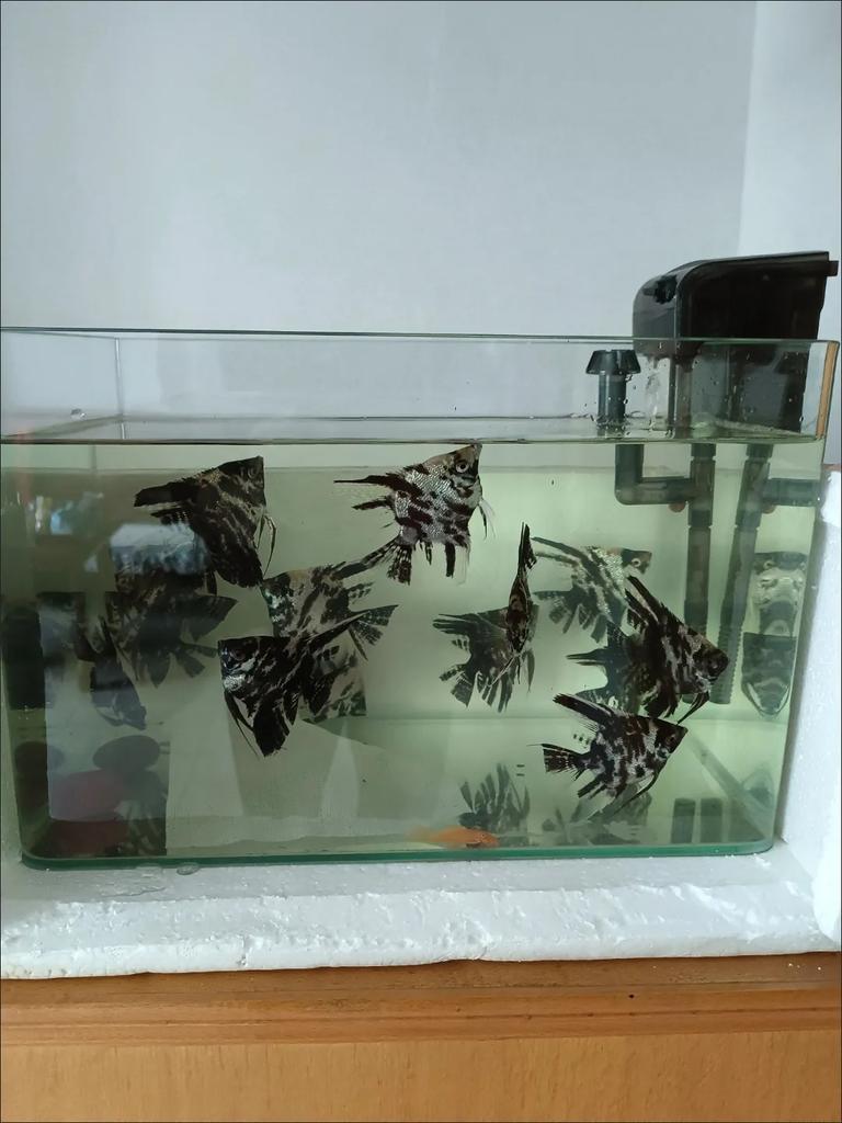 100 шт. Лист для аквариума, впитывающий цвет, инструмент для фильтрации воды