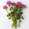 500 Red Clover Seeds - SemiWild Permaculture