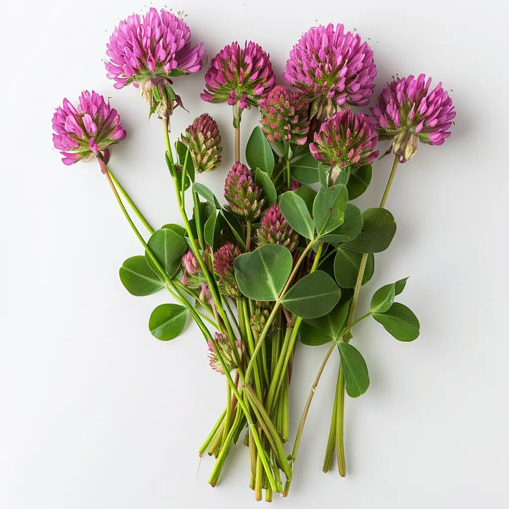 500 Red Clover Seeds - SemiWild Permaculture