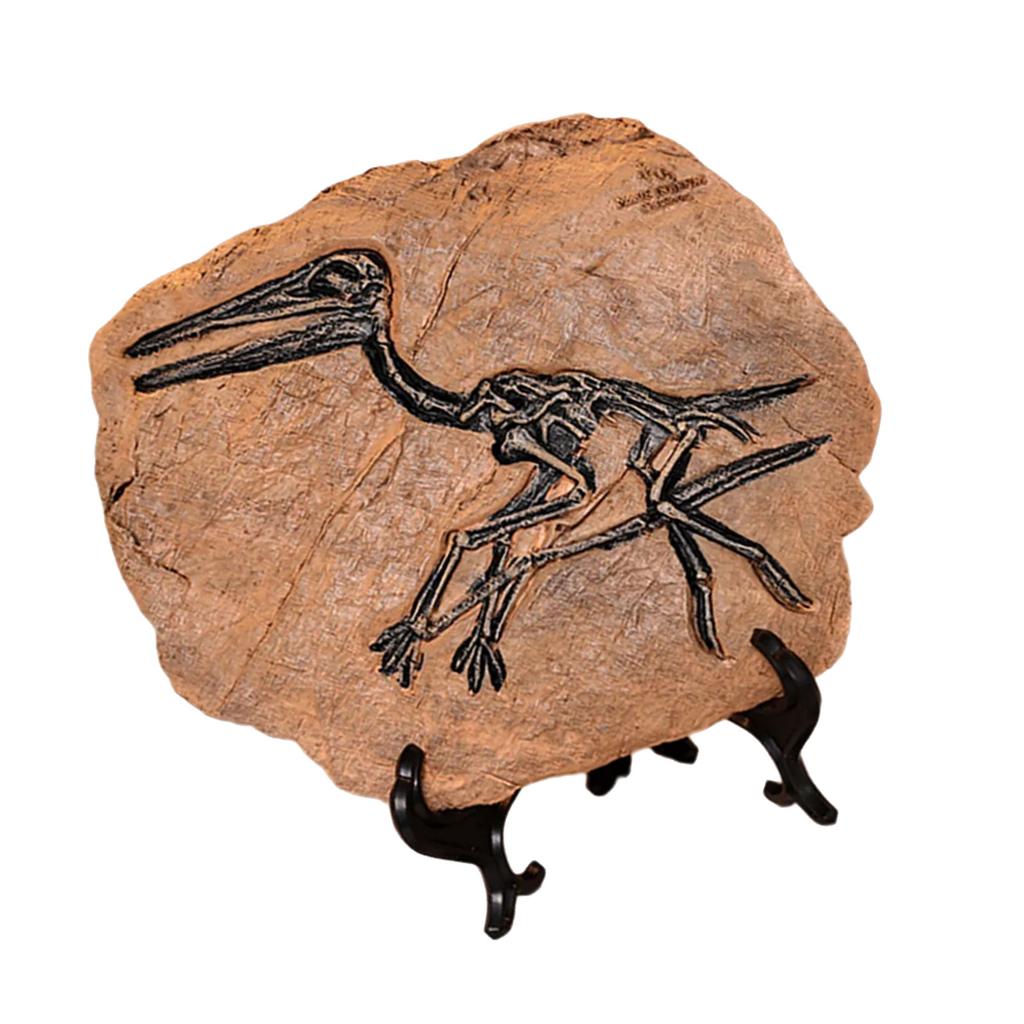 Handcrafts Dinosaur Fossils Model Simulated Dinosaur Skeleton Resins Statue Figurine for Home Decors and Educational Use