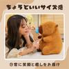 Miaomyao Plush Animal Toy, Capybara, Runny Nose, Fluffy, Soothing Item, Birthday Gift for Kids and Adults, 25cm