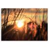 Canvas Print Grass Sunset Nature