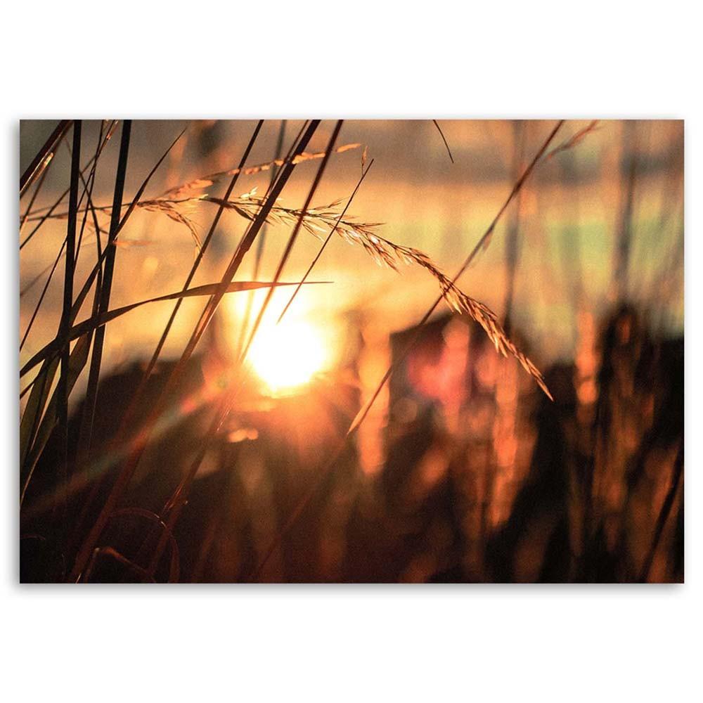 Canvas Print Grass Sunset Nature
