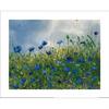 Siobhan McEvoy Blue Cornflowers Paper Print