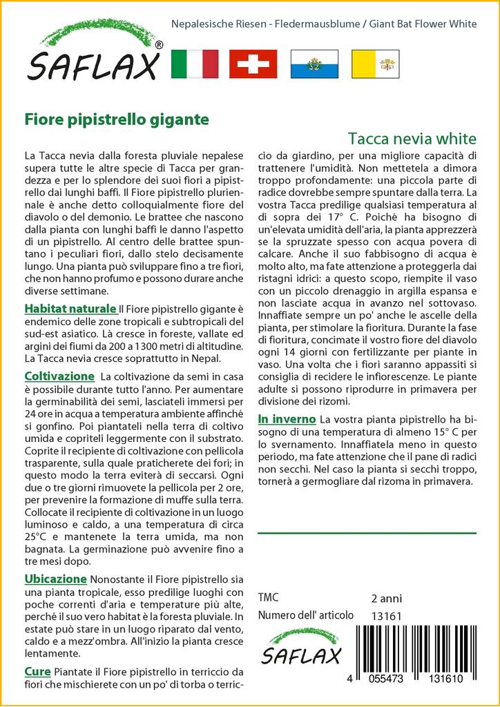 SAFLAX Giant Bat Flower White - 10 семян - Tacca nevia white.