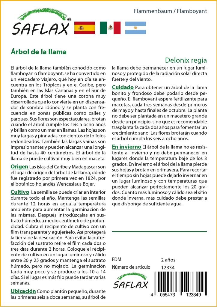 SAFLAX Яркий - 6 семян - Delonix regia