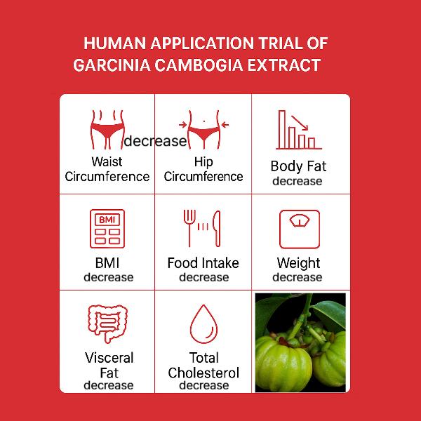 FOODOLOGY Burningology D-DAY: 3,8 г × 5 палочек, ЧАЙ FOODOLOGY Burningology: 7000 мг × 15 палочек (9 вариантов)