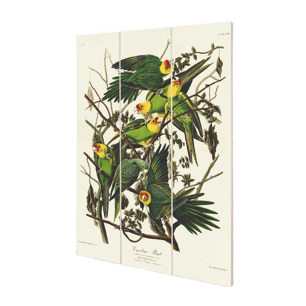 John James Audubon Wood Carolina Parrot Print