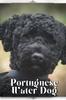 Книга Portuguese Water Dog : Dog Breed Overview and Guide