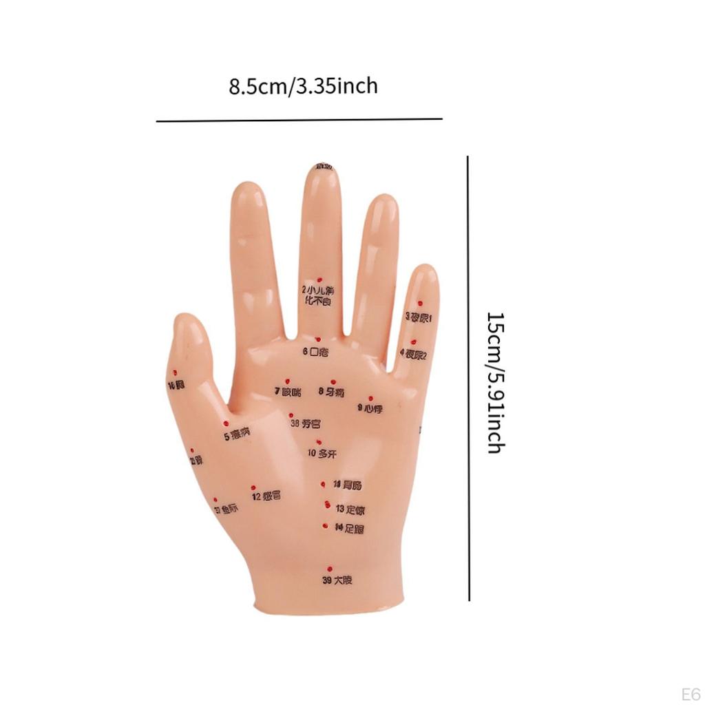 Anatomical Hand Mannequin Chinese Medical Meridians Educational Study Smooth Versatile Teaching Aid