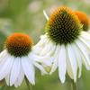 White Swan Echinacea Seeds Flower Seeds for the Garden Large Yields