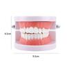 Typodont Demonstration Study Flesh Pink Gums Denture Model Teeth Model Standard Teeth Model