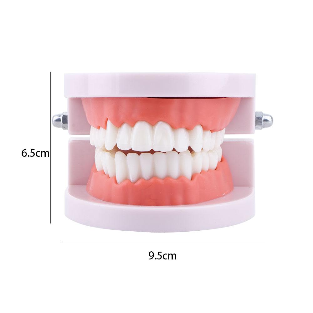 Typodont Demonstration Study Flesh Pink Gums Denture Model Teeth Model Standard Teeth Model