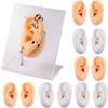 Ear Picking Hearing Aids Artificial Ear Silicone Ear Mould Acupuncture Model Human Ear Model