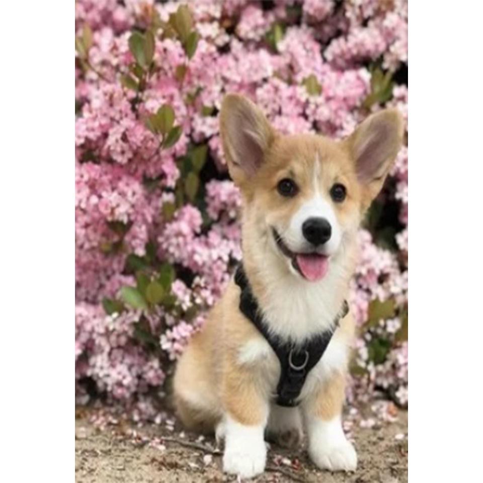 5D DIY алмазная живопись животное собака набор для вышивки крестом полная Алмазная вышивка горный хрусталь подарок украшение дома мозаика художественная картина