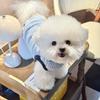 Sleeveless Sweatshirt for Small Dogs - Winter Pet Clothing Thickened Pullover for Teddy Dogs Warm Fleece Sweater for Poodles