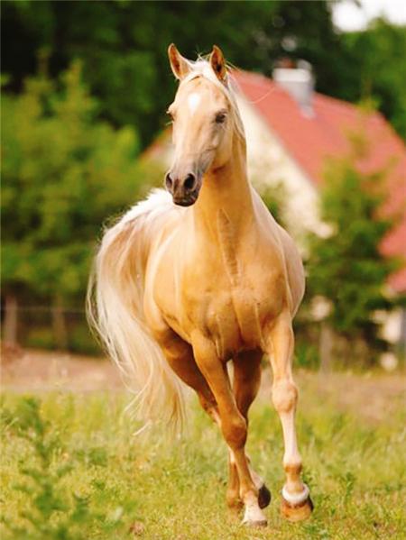 Алмазная картина лошадь картина из стразов полная квадратная алмазная вышивка животное вышивка крестом мозаичный декор для дома