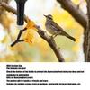 Dual Flower DIY Hummingbird Feeder Hanging Design Bird Feeding Kit  For Garden