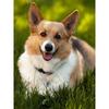 Новый 5D DIY алмазная живопись домашняя собака Алмазная вышивка животное вышивка крестиком полная квадратная круглая дрель ремесла домашний декор ручной подарок