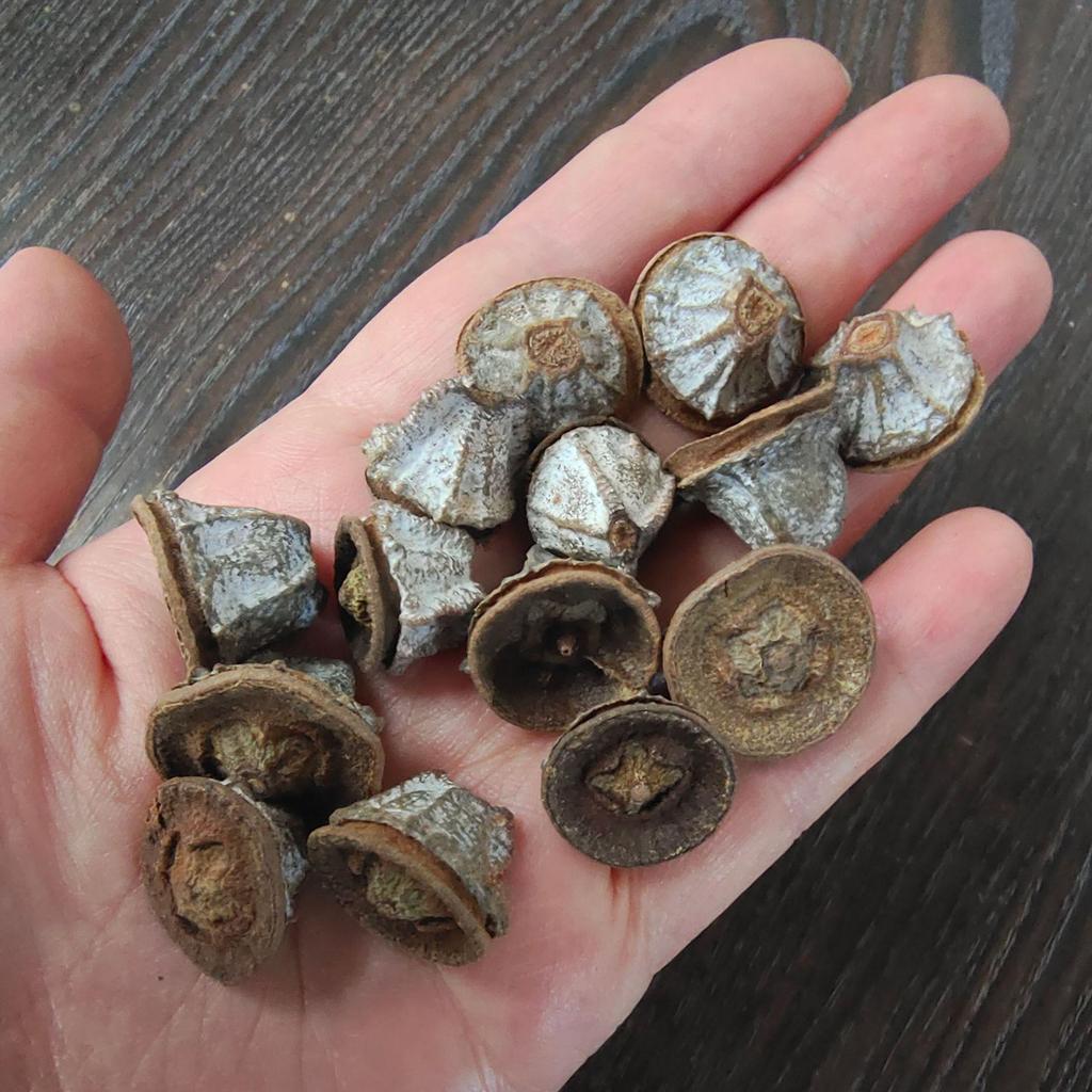 Bleached Dyed Floral Art Material - Loose Dried Pistil Flowers, Cross Fruit Plant, 1 kg