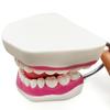 Teaching Dental Brushing Model with Big Toothbrush Standard Flossing Teeth Model Normal Dentist Practice Training Teaching Model