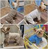 Korean-Style Autumn/Winter Four-Legged Pet Shirt for Small Dogs